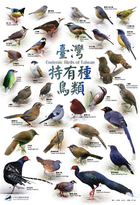 鳥類有哪些|【知識】674種鳥類30種台灣特有種—世界級賞鳥天堂在台灣 →。